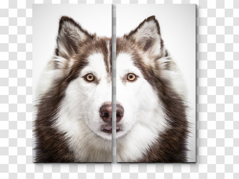 Siberian Husky Pug Puppy Maltese Dog French Bulldog Transparent PNG