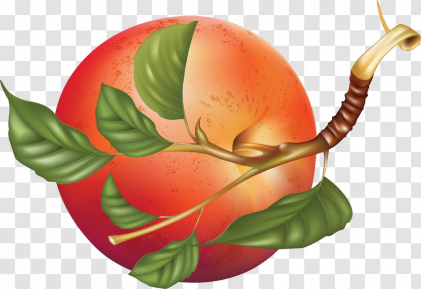 Fruit Illustration Smoothie Vector Graphics Image - Pomegranate - Apple Leaf Transparent PNG