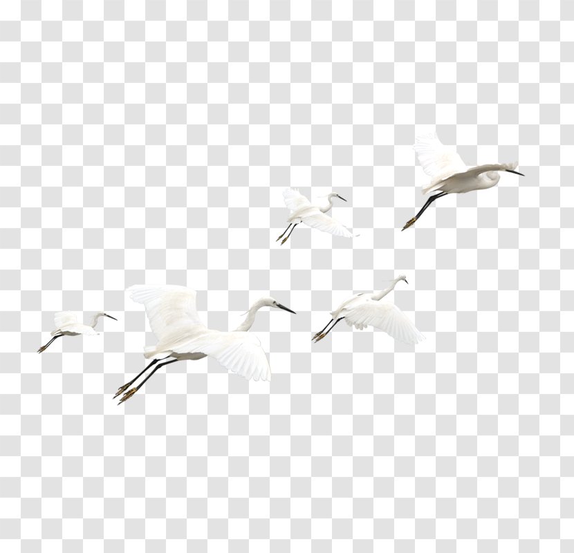 Bird White Pattern - Crane Transparent PNG