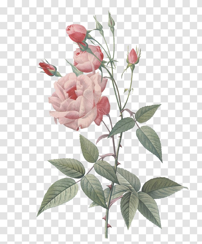 Rose Painting Botany Floral Design - Flowering Plant - Getting Married Transparent PNG