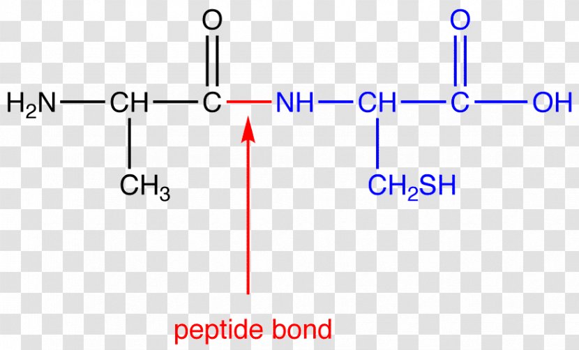 Peptide Bond Amino Acid N-terminus C-terminus - Molecule Transparent PNG