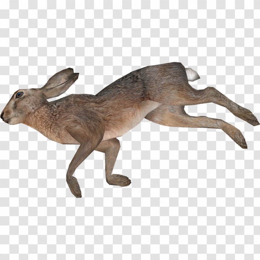 European Hare Photography Kangaroo Animal - Marsupial Transparent PNG