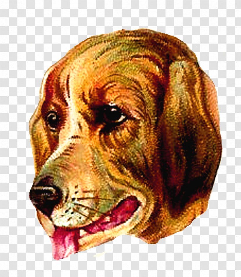 Bloodhound Harrier English Foxhound Redbone Coonhound Beagle - Companion Dog Transparent PNG