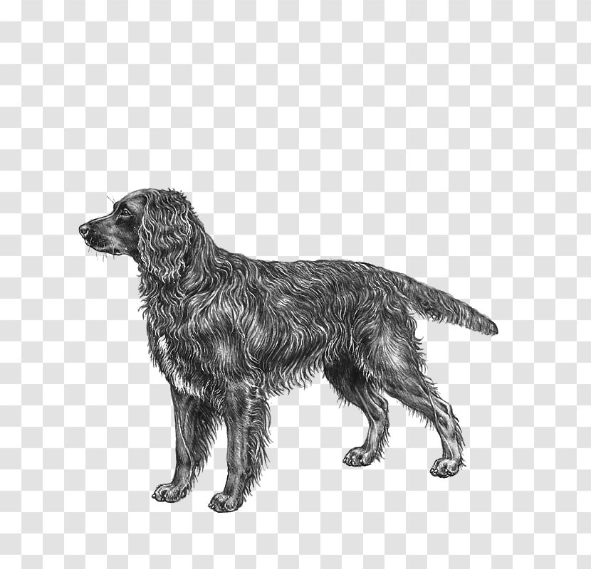Flat-Coated Retriever Field Spaniel German Dog Breed - Character Structure - Nova Scotia Duck Tolling Transparent PNG