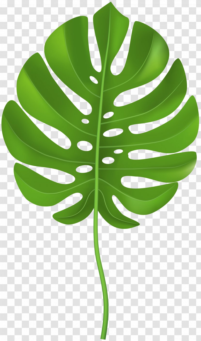 Leaf Clip Art - Silhouette Transparent PNG