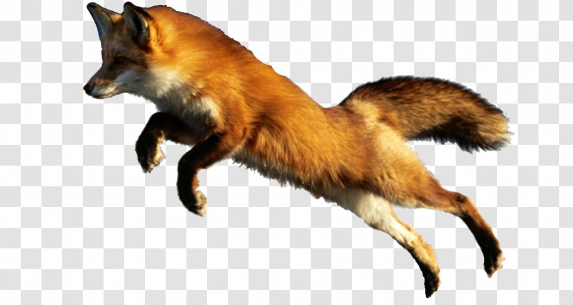 Red Fox Cat Raccoon Animal - Tiger Transparent PNG