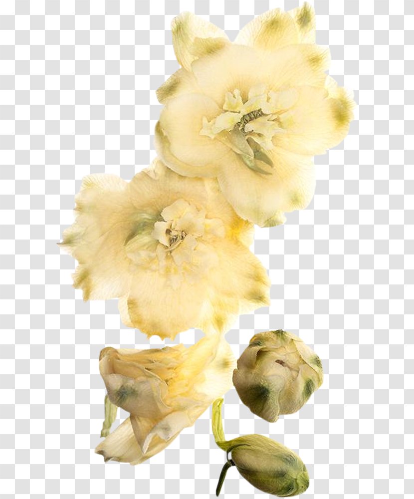 Petal Food Cut Flowers - Flower Transparent PNG