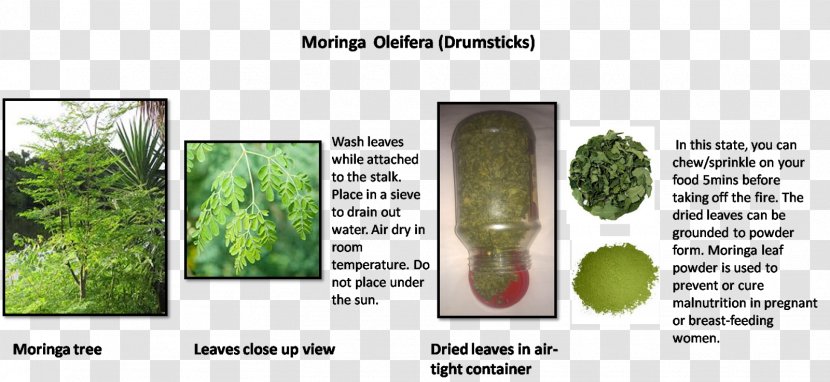 Tree Leaf Vegetable Grasses Plant Stem Family - Grass - Moringa Transparent PNG