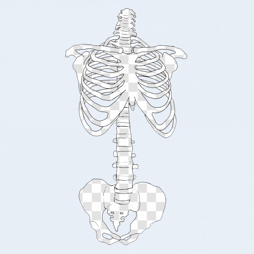 Bizarro Bone Lobo Drawing - Watercolor - Skeleton Transparent PNG
