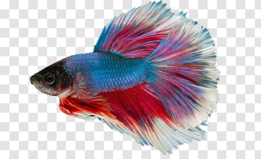 Siamese Fighting Fish Aquarium Green Swordtail Pet - Tail Transparent PNG