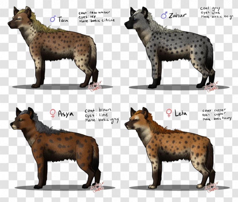 Carnivora Striped Hyena Drawing Lion - Cat Transparent PNG