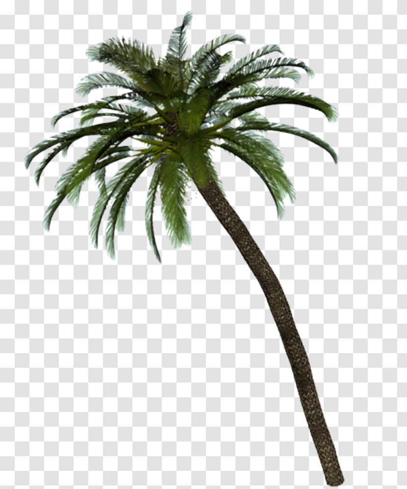 Date Palm Arecaceae Tree Service - Arecales Transparent PNG