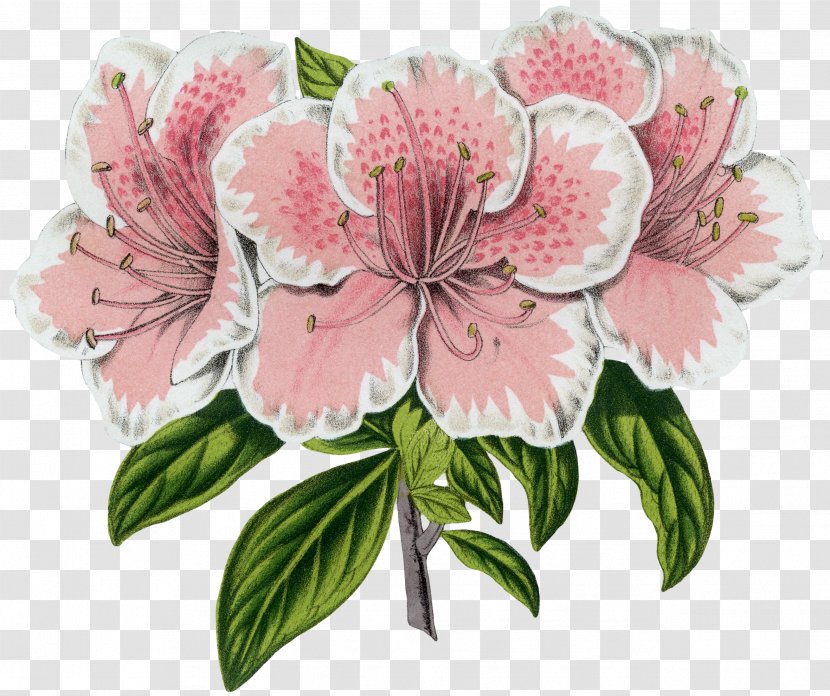 Azalea Floral Design Flower Botany Botanical Prints - Plants - French Graphics Fairy Wreath Transparent PNG