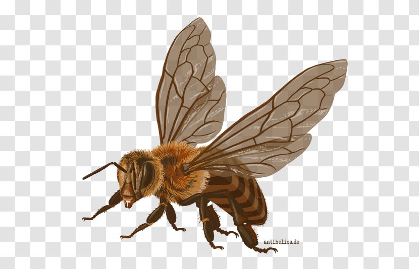 Honey Bee Insect Department Design University Of North Dakota - Invertebrate Transparent PNG