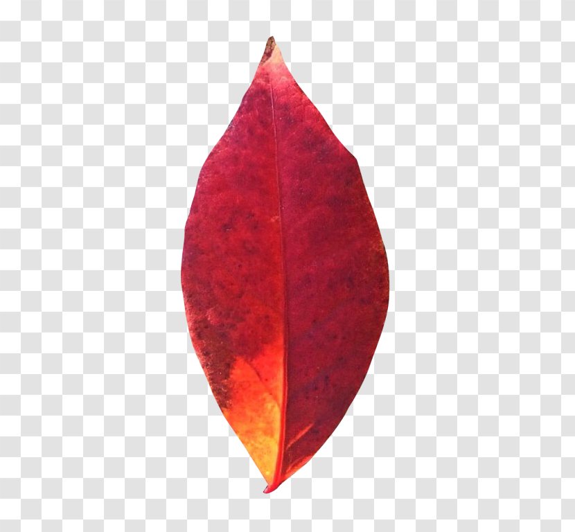Autumn Leaves Maple Leaf - Pot Transparent PNG