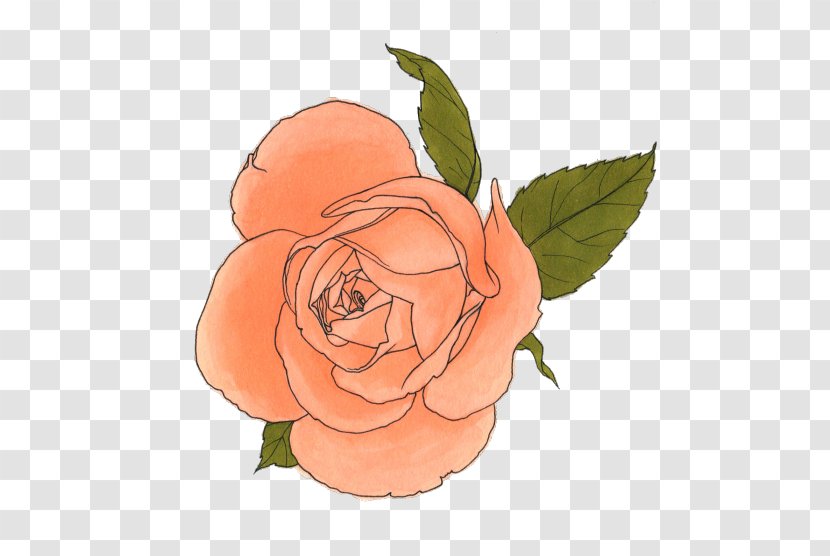 Garden Roses - Paint - China Rose Japanese Camellia Transparent PNG