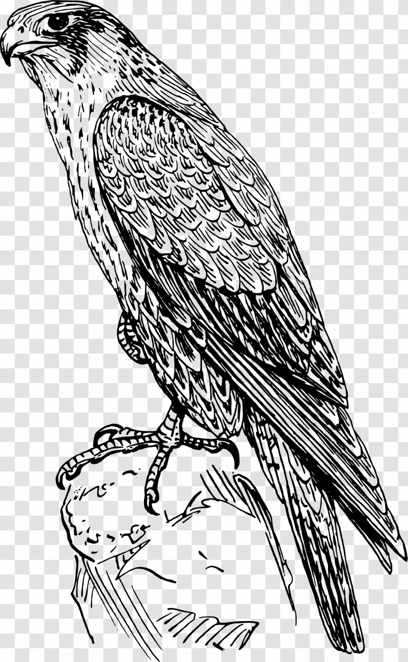 Peregrine Falcon Drawing Clip Art - Tail - Sketch Transparent PNG