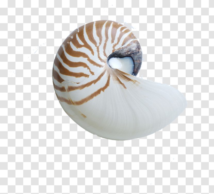 Chambered Nautilus Nautilidae Seashell Sea Snail Conchology - Lo, Lo Child, Taobao Material Transparent PNG
