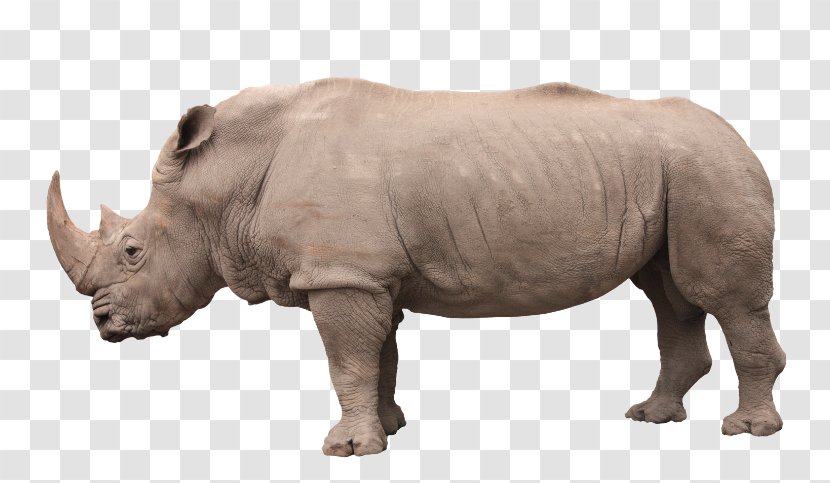 Dürer's Rhinoceros Horn Volkswagen Group Stock Photography - Animal - Wildlife Transparent PNG