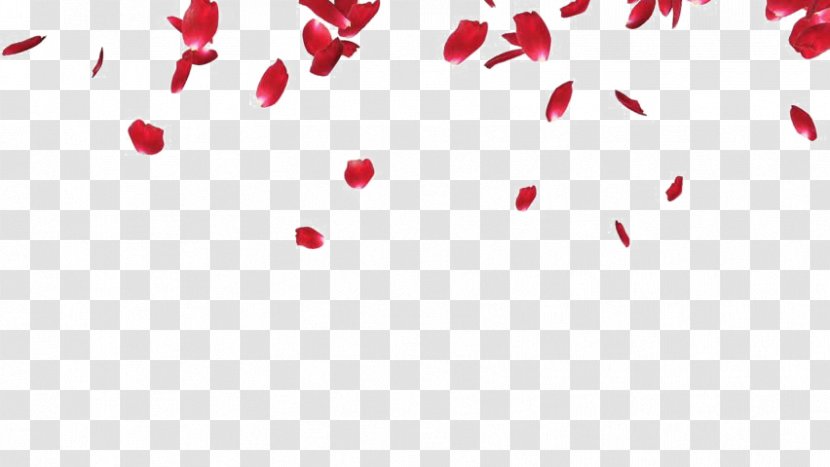 Petal Rose Flower Image - Stock Footage Transparent PNG