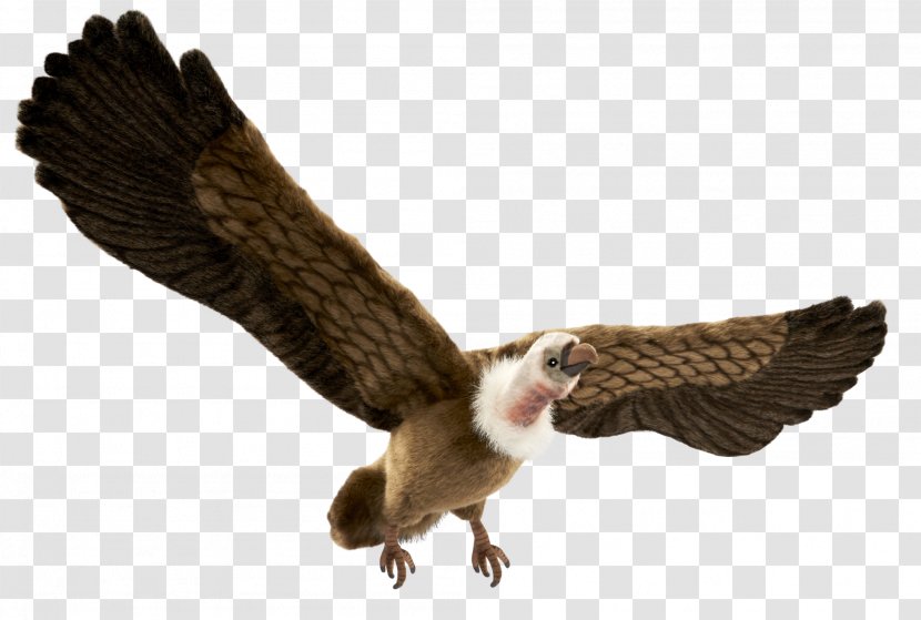 Eagle Leopard Vulture Reptile Buzzard - Wing - Widely In Life Transparent PNG