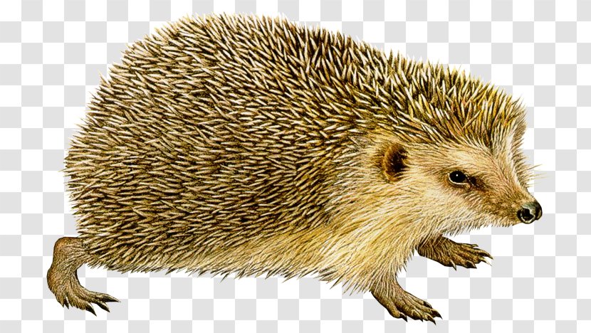 European Hedgehog Clip Art Image - Fur Transparent PNG