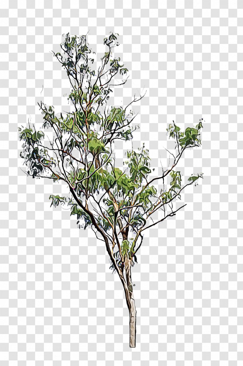 Plant Tree Branch Flower Woody - Shrub - Stem Transparent PNG