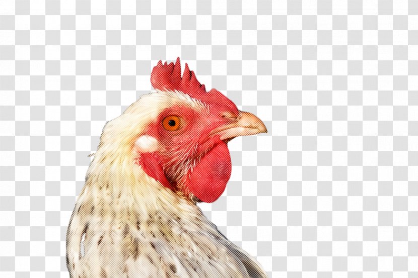 Chicken Bird Rooster Beak Comb - Livestock Nose Transparent PNG