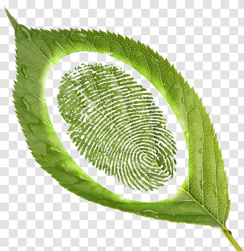 Fingerprint Image Design Download - Leaf Transparent PNG