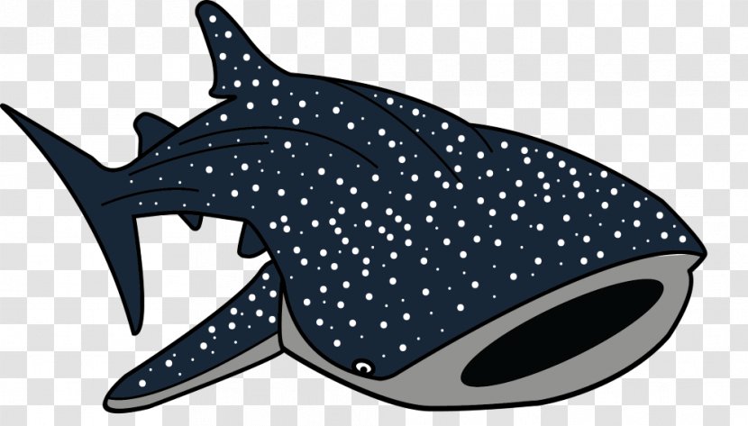 Whale Shark Drawing Clip Art - Marine Biology - Cartoon Transparent PNG