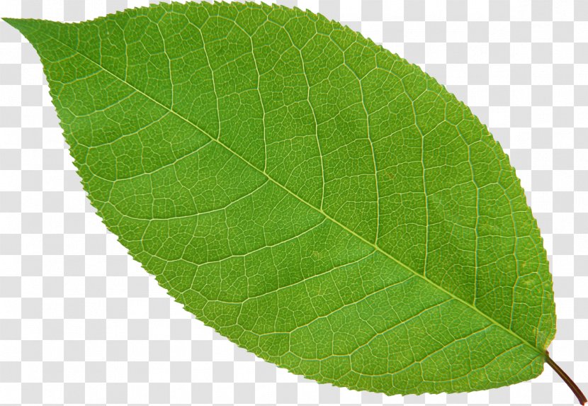 Ellipse Leaf Tea Green - Cut Flowers Transparent PNG