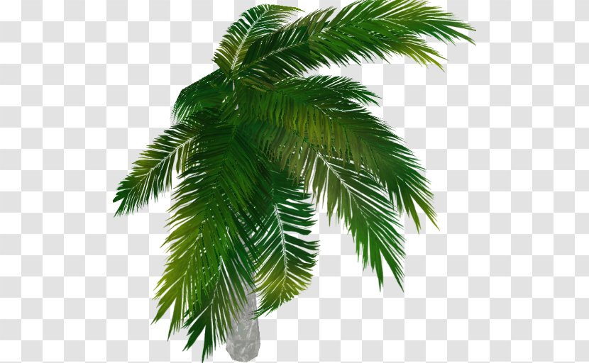 Asian Palmyra Palm Arecaceae Tree Evergreen Date - Pine Family Transparent PNG