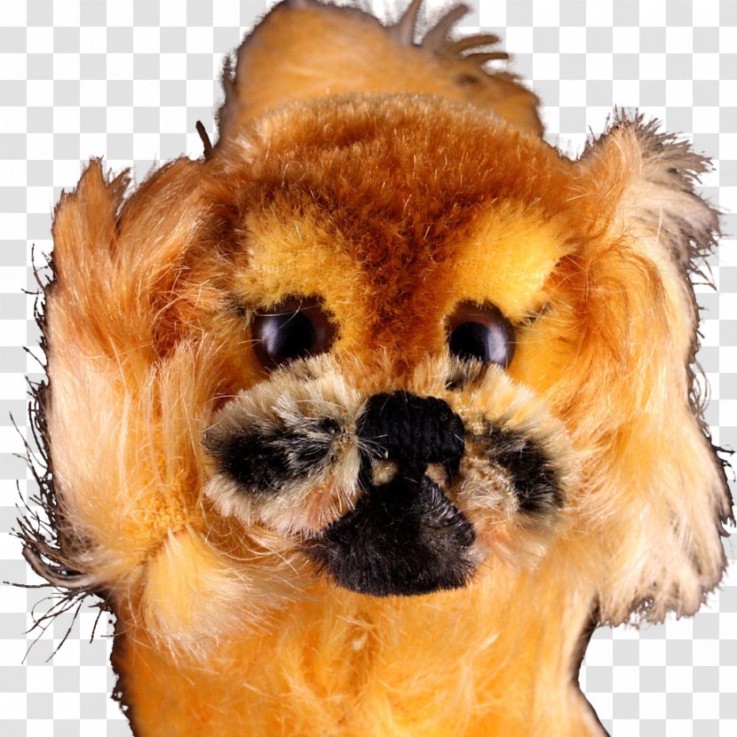 Pomeranian Puppy Dog Breed Companion Canidae Transparent PNG