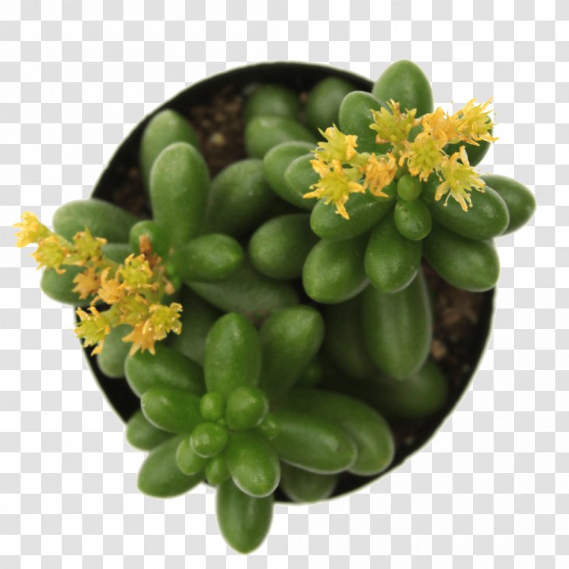 Sedum Rubrotinctum Succulent Plant Echeveria Houseplant - Soil - Suculent Transparent PNG