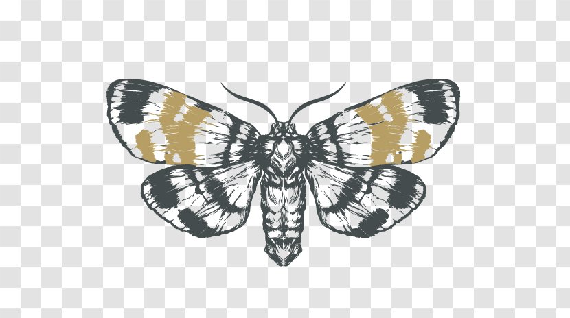 Moth Monarch Butterfly Drawing Sketch Transparent PNG