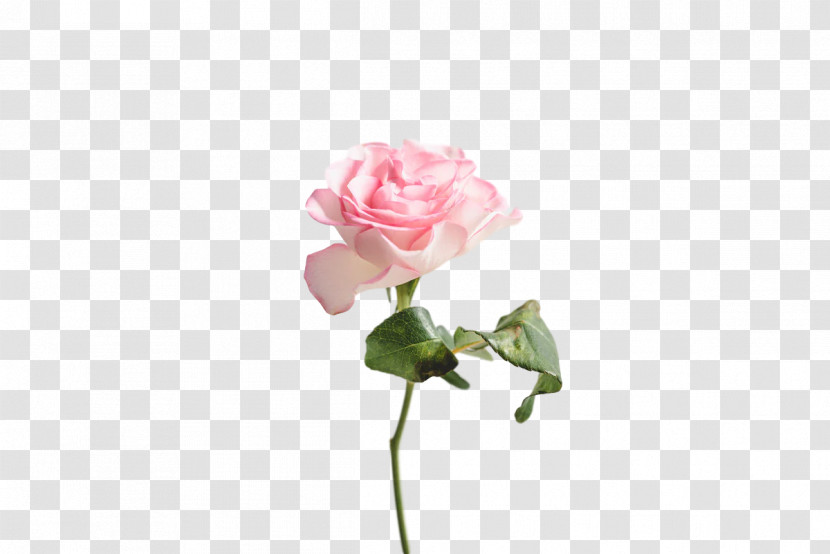 Garden Roses Transparent PNG