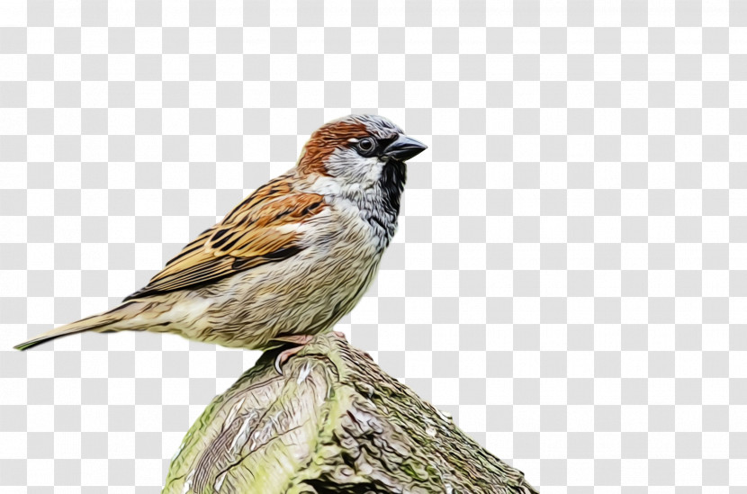Bird House Sparrow Sparrow Beak Finch Transparent PNG