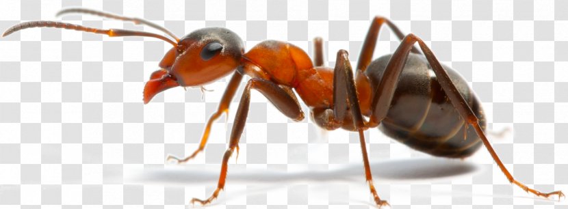 Insect Pest Control Pharaoh Ant Carpenter Transparent PNG