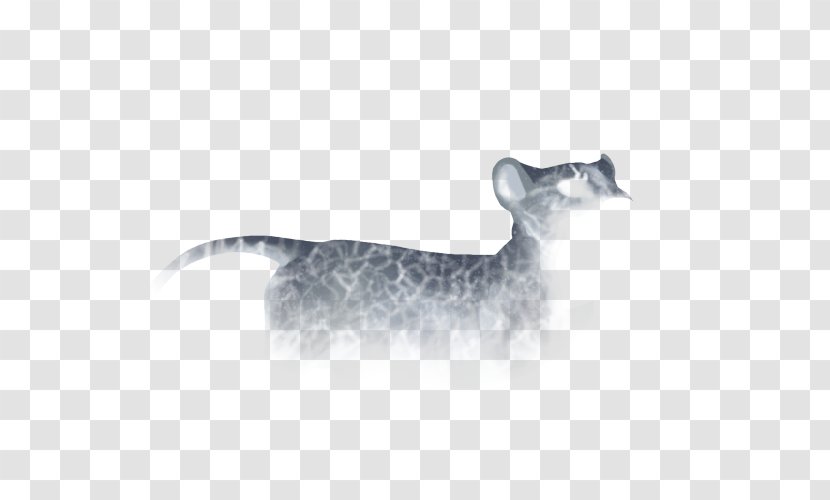 Whiskers Cat Dog Mammal Fauna - Carnivoran Transparent PNG
