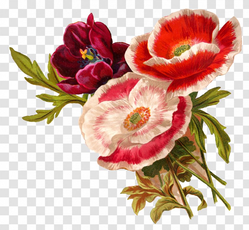 Flower Floral Design Poppy Botanical Illustration Clip Art - Rose Family - Artwork Transparent PNG