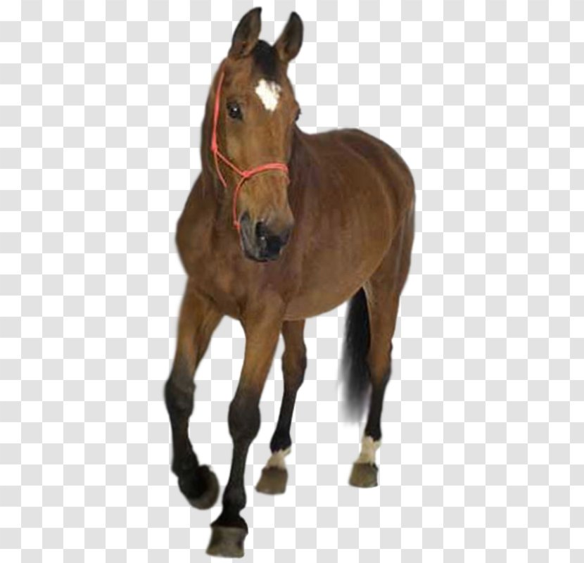 Horse Stock Photography Wall Decal Transparent PNG