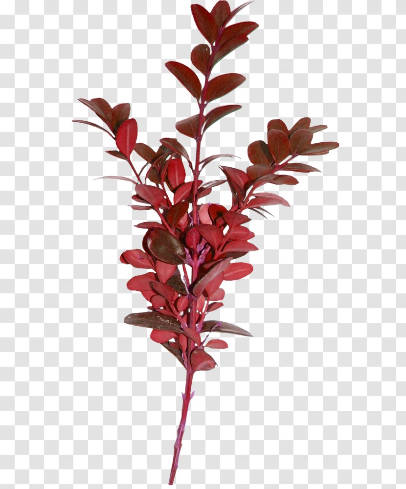 Tree Plant Autumn Leaf - Stem Transparent PNG