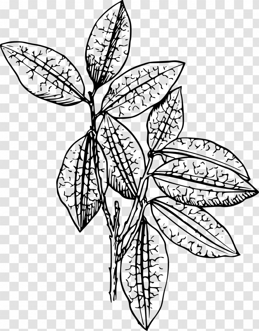 Plant Drawing Clip Art - Flora - Black Book Transparent PNG