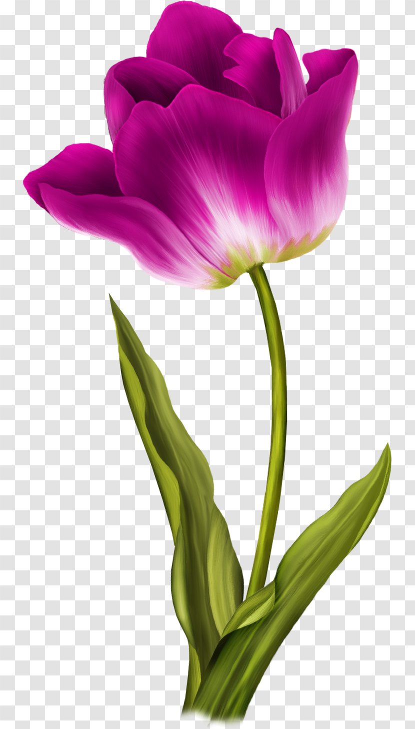 Tulip Flower Clip Art - Painting - Lilac Transparent PNG