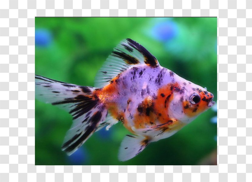Common Goldfish Veiltail Comet Ryukin Oranda - Fish Transparent PNG
