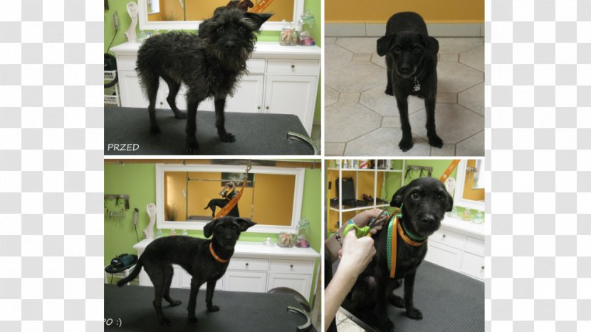 Dog Breed Psi Fryzjer - Paddle - Salonik Psia Minka Sporting Group (dog)Dog Transparent PNG