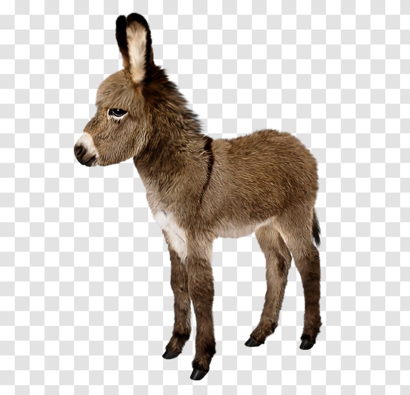 Donkey Stock Photography Stock.xchng Royalty-free Image - Pack Animal Transparent PNG
