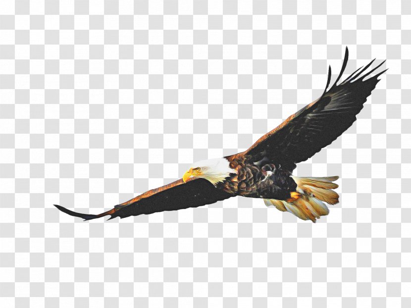 Bird Drawing - Eagle - Falconiformes Hawk Transparent PNG