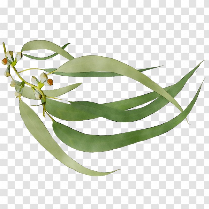 Leaf Plant Stem Plants - Legume Transparent PNG
