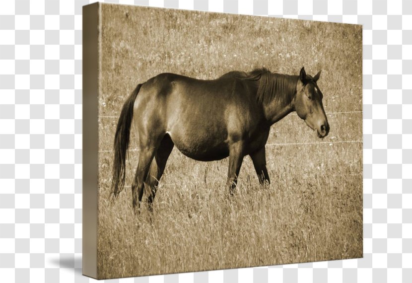 Mare Mustang Stallion Pack Animal Freikörperkultur - Horse Transparent PNG